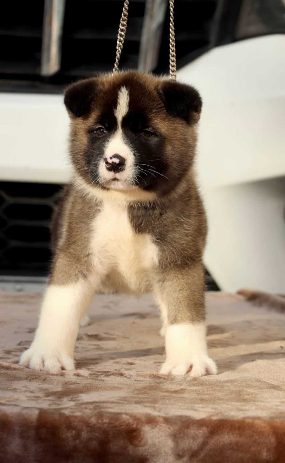 Akita For Sale In Coimbatore