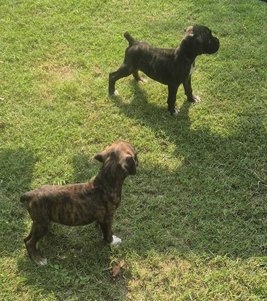Boxer For Sale In Delhi