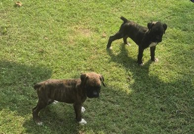 Boxer For Sale In Delhi
