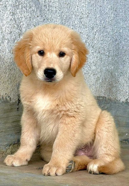Golden Retriever For Sale In Bhubaneswar