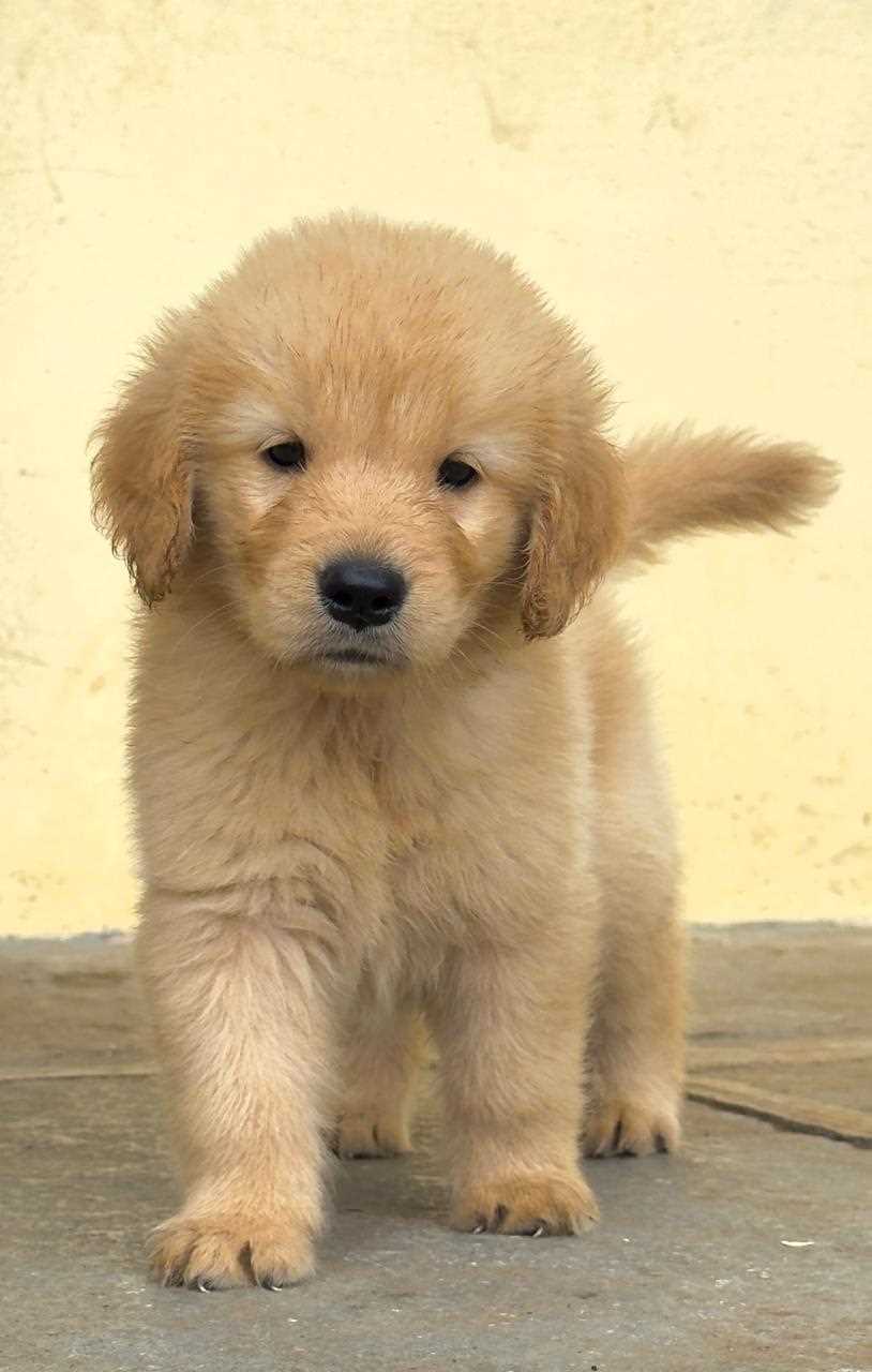 Golden Retriever For Sale In Bhubaneswar