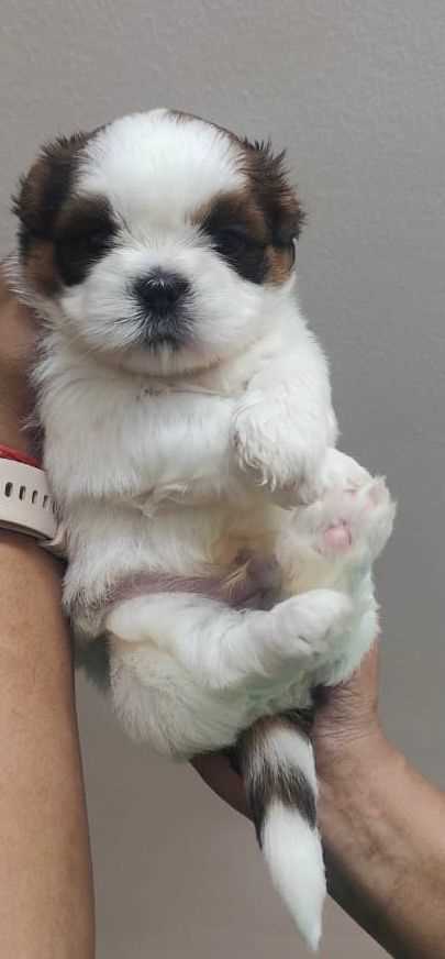 Shih Tzu For Sale In Bagalkot