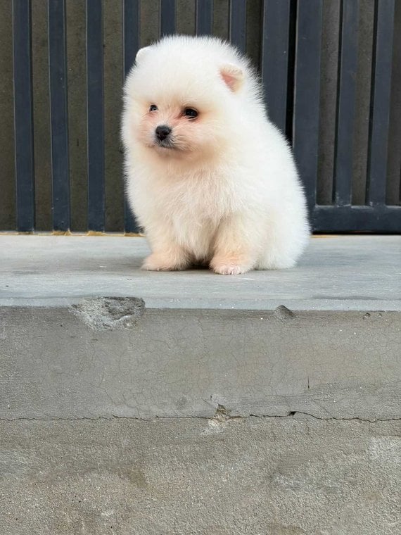 Toy Pom For Sale In Jaipur