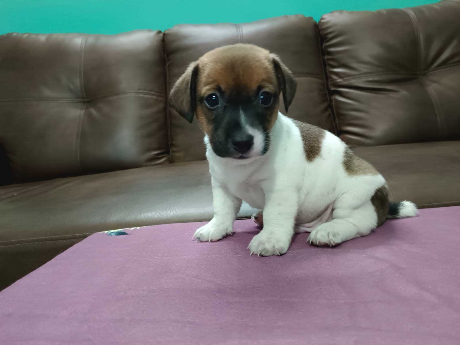 Jack Russell Terrier For Sale In Kochi