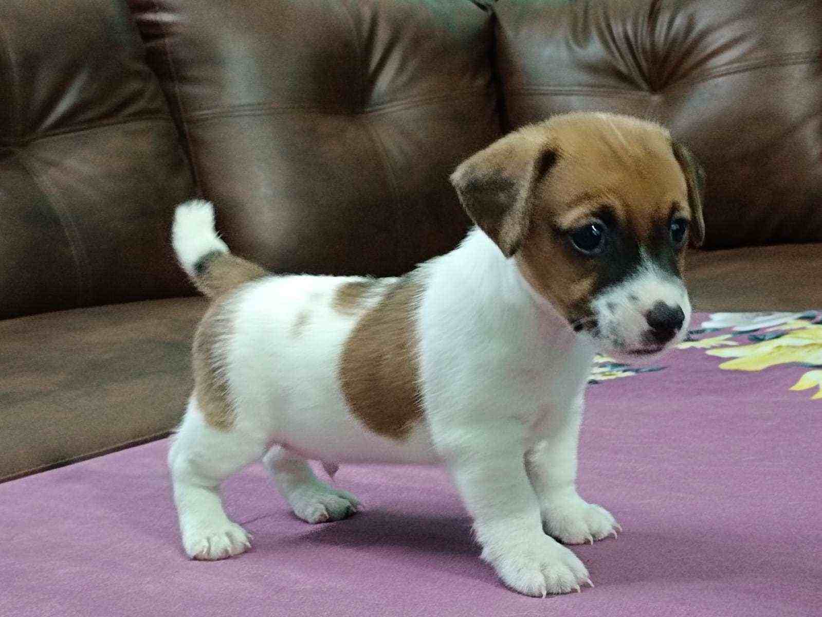 Jack Russell Terrier For Sale In Kochi