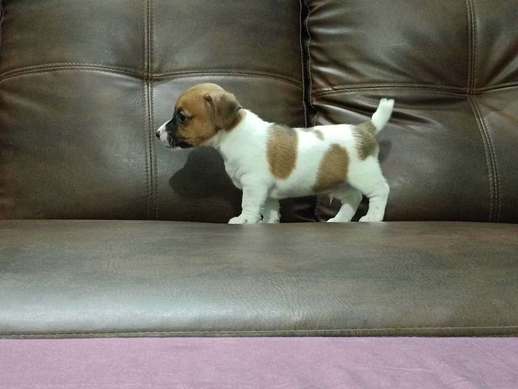 Jack Russell Terrier For Sale In Kochi