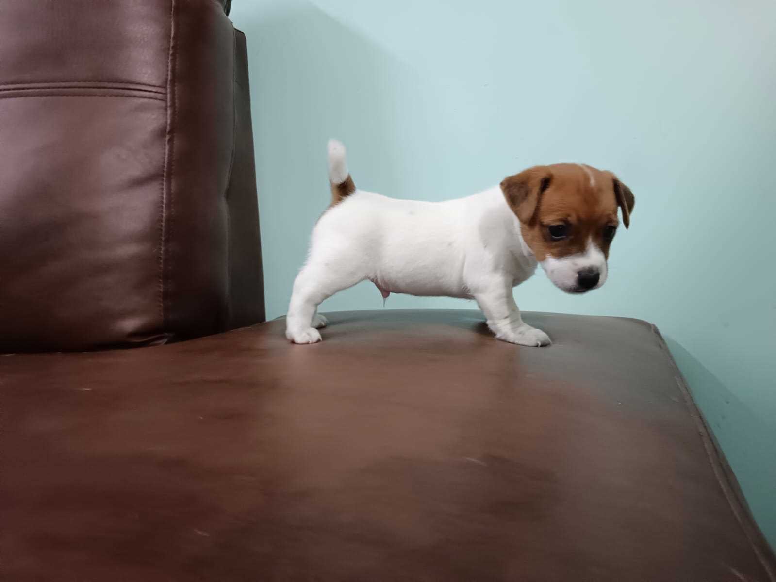 Jack Russell Terrier For Sale In Kochi