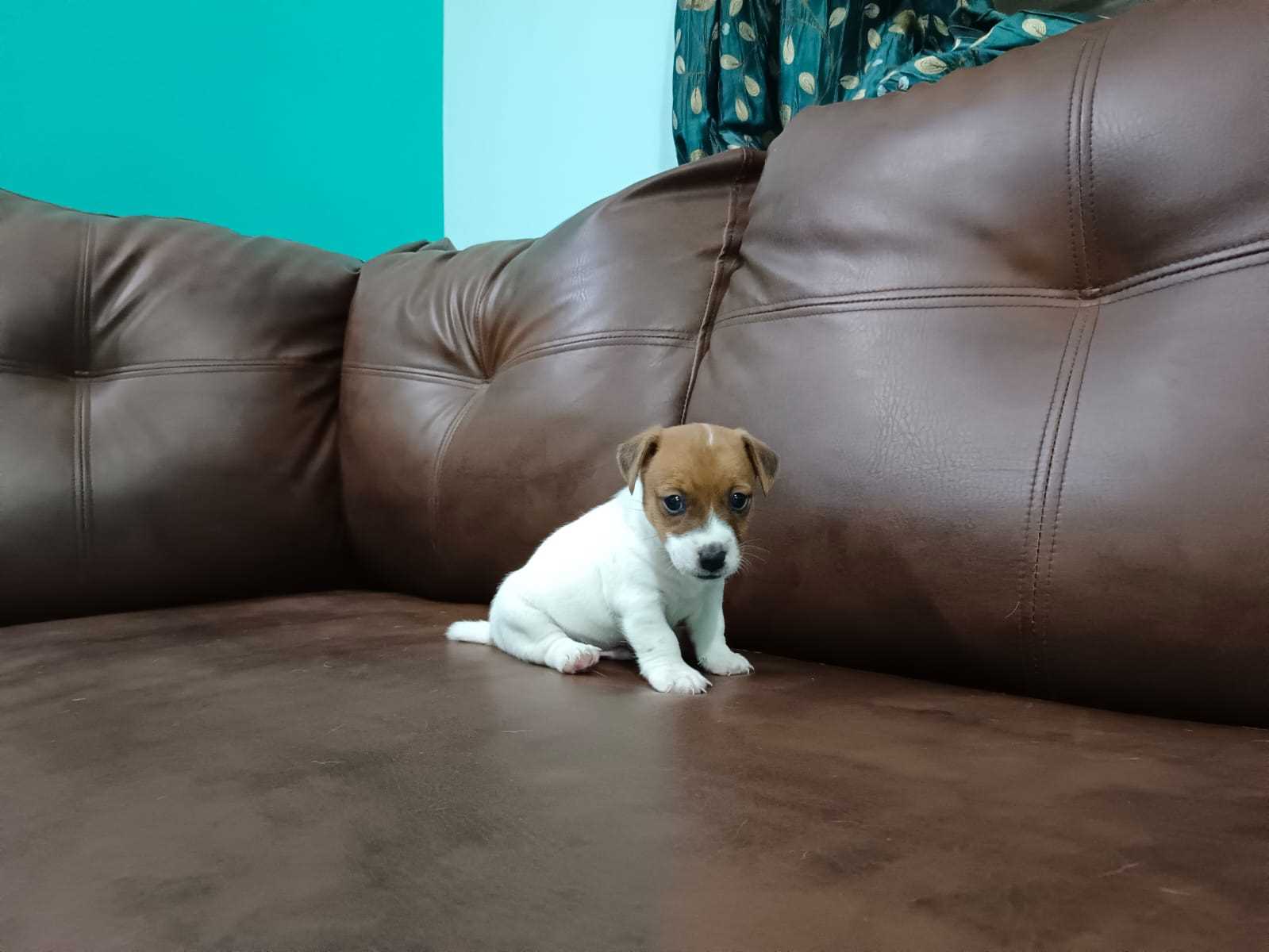 Jack Russell Terrier For Sale In Kochi
