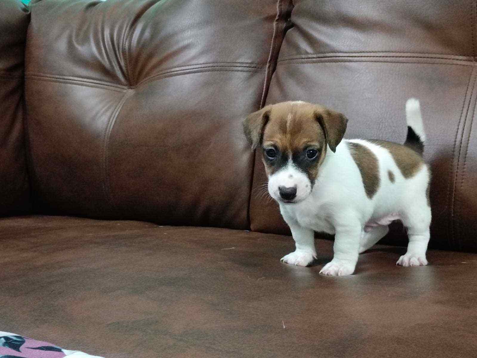 Jack Russell Terrier For Sale In Kochi