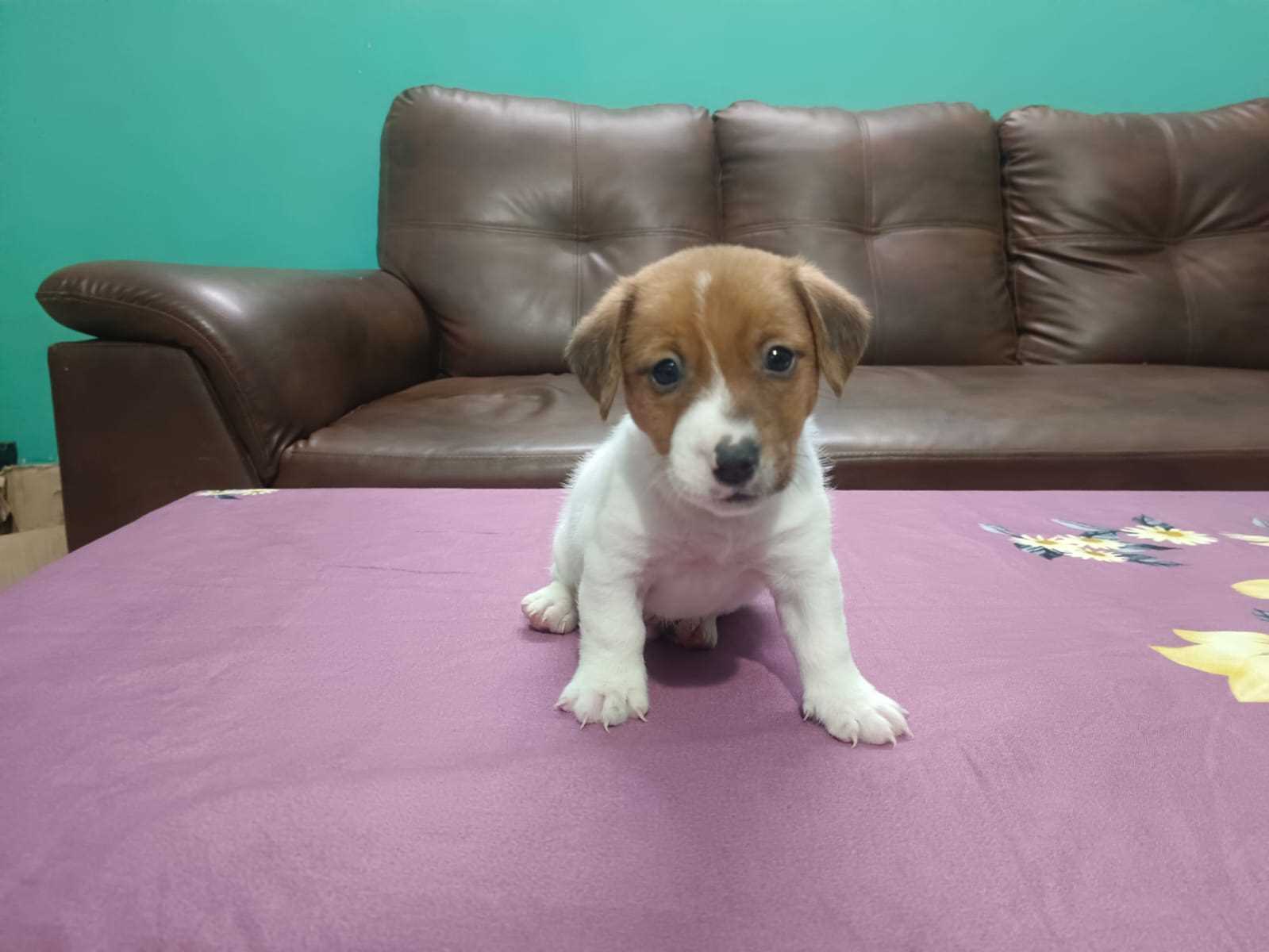 Jack Russell Terrier For Sale In Kochi