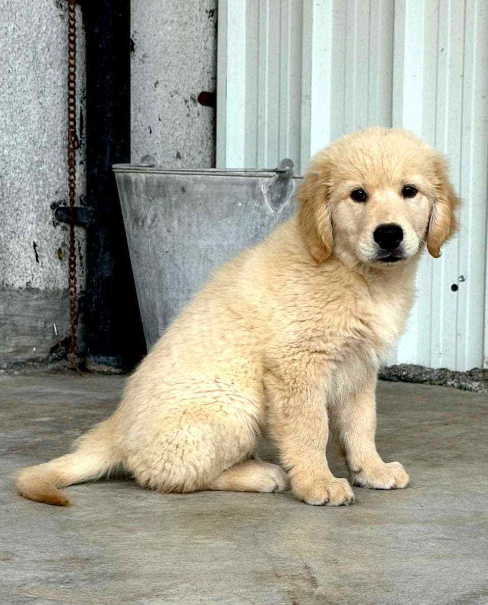 Golden Retriever For Sale In Thane