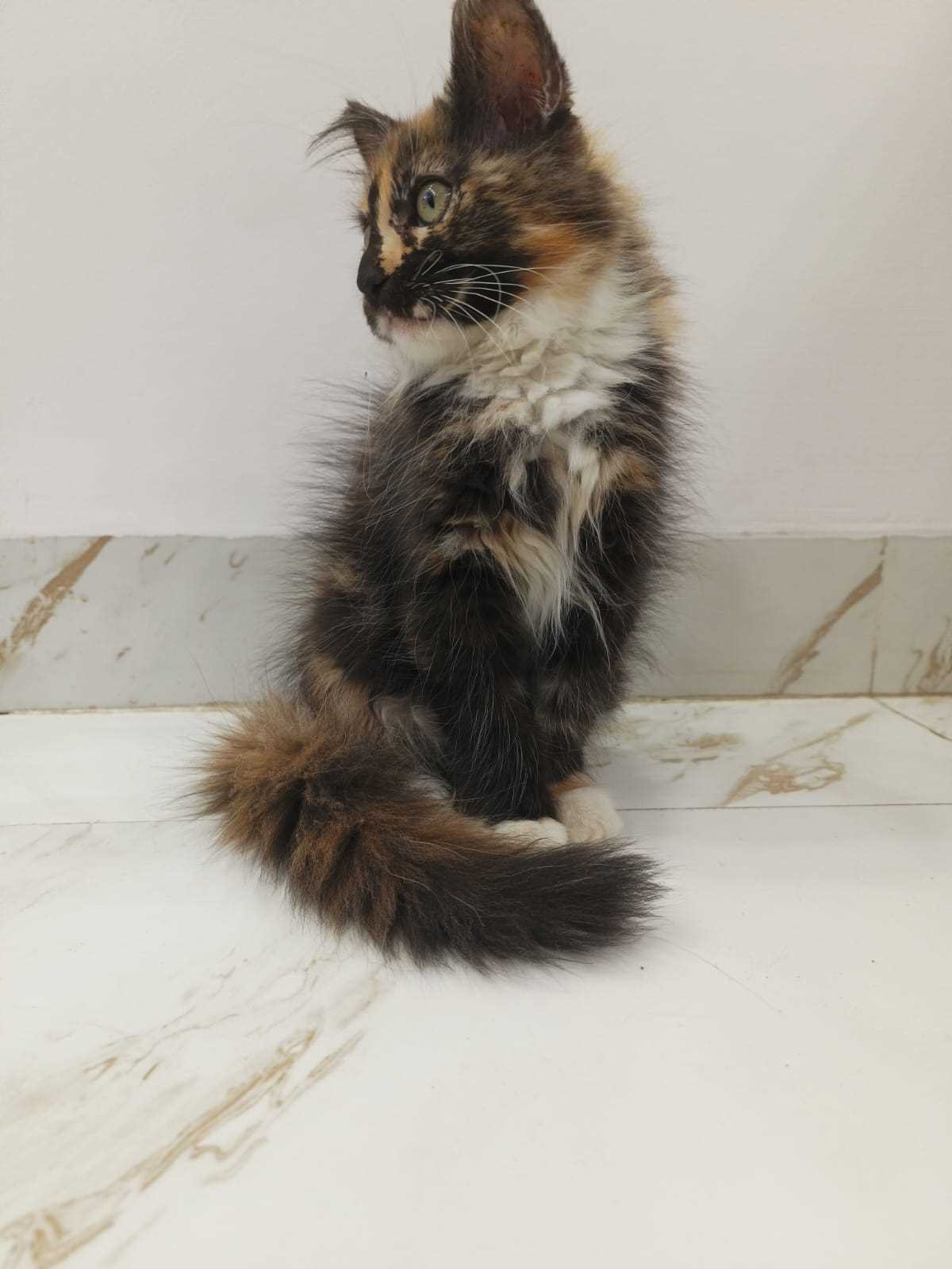 Maine Coon For Sale In Bangalore