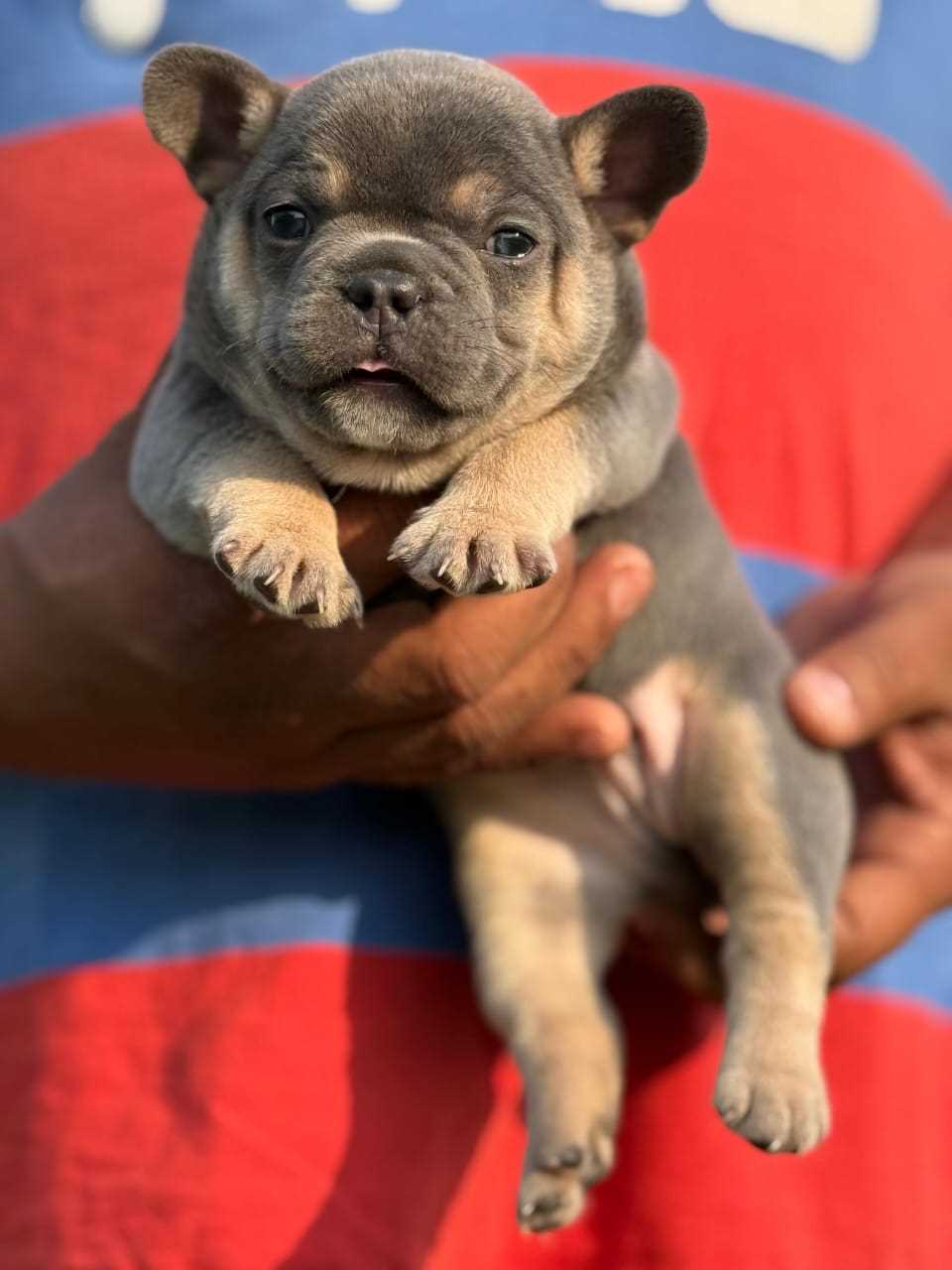 French Bulldog For Sale In Chennai