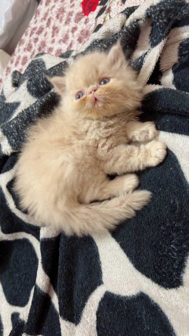 Persian For Sale In Vijayawada