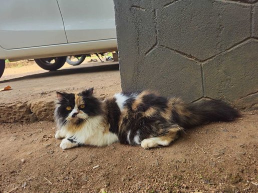 Persian For Sale In Vijayawada