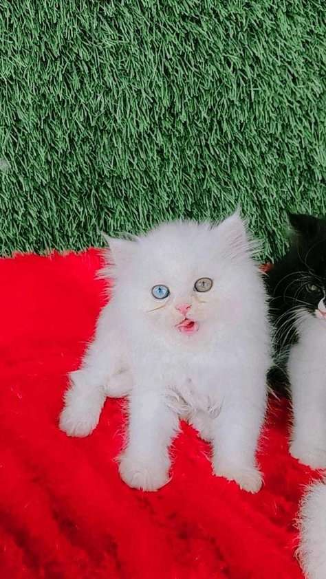 Persian For Sale In Vijayawada