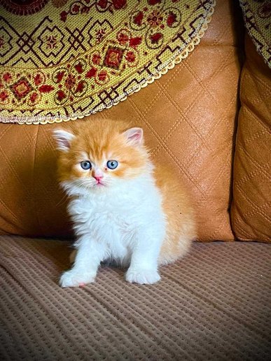 Persian For Sale In Vijayawada