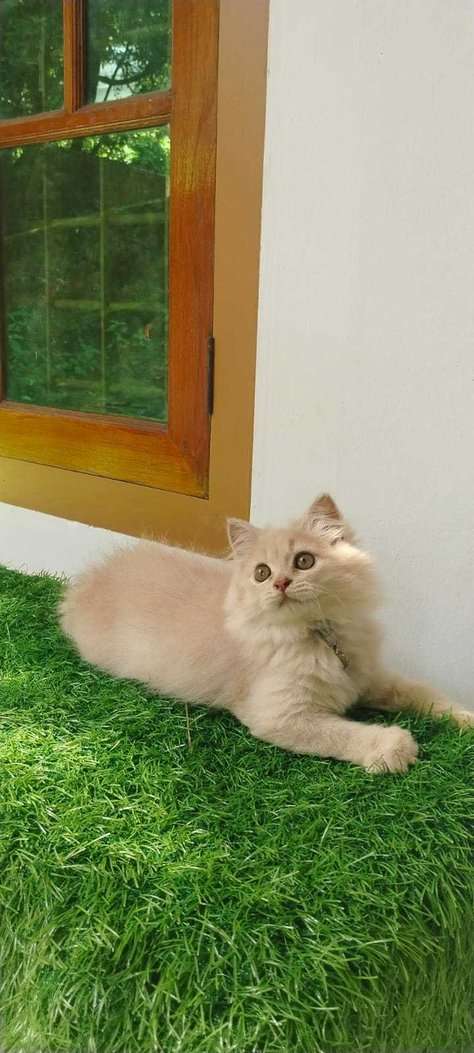 Persian For Sale In Vijayawada