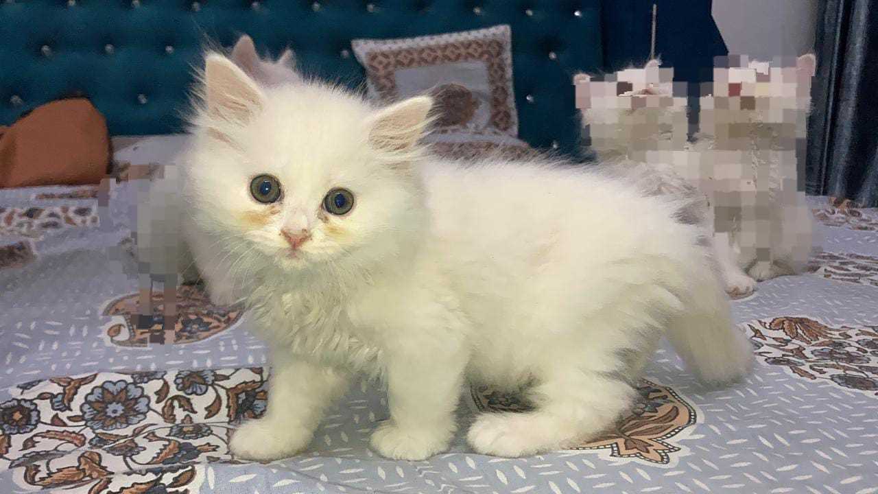 Persian For Sale In Vijayawada