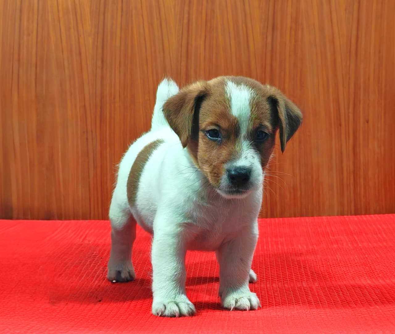 Jack Russell Terrier For Sale In Bhubaneswar