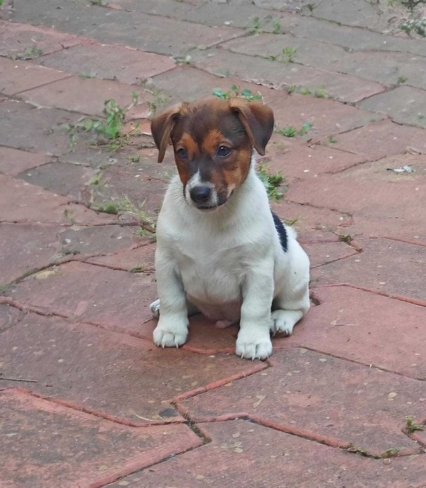 Jack Russell Terrier For Sale In Bhubaneswar