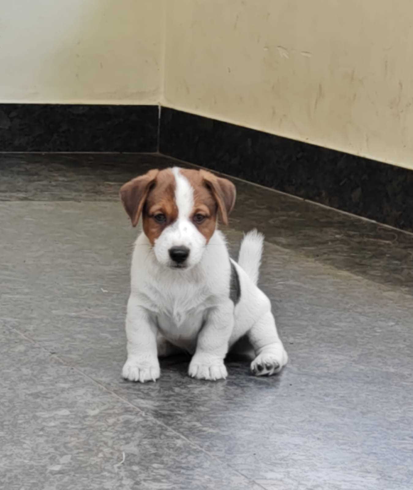 Jack Russell Terrier For Sale In Bhubaneswar