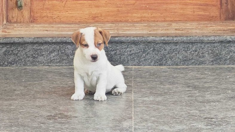 Jack Russell Terrier For Sale In Bhubaneswar