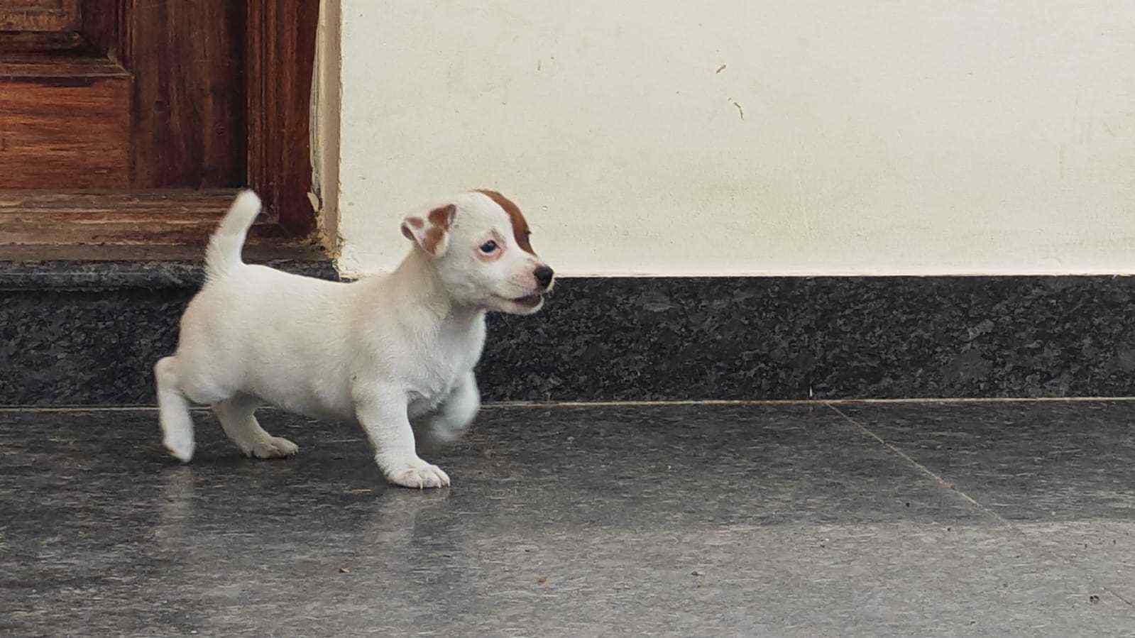 Jack Russell Terrier For Sale In Bhubaneswar