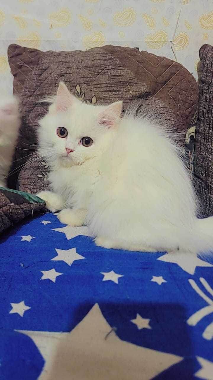 Persian For Sale In Baleshwar