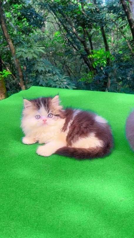 Persian For Sale In Baleshwar