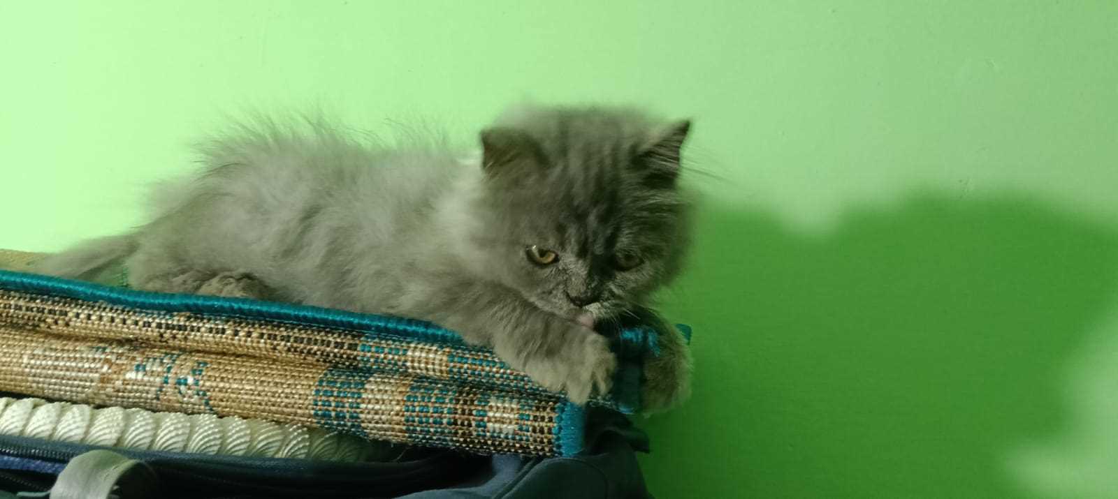 Persian For Sale In Baleshwar