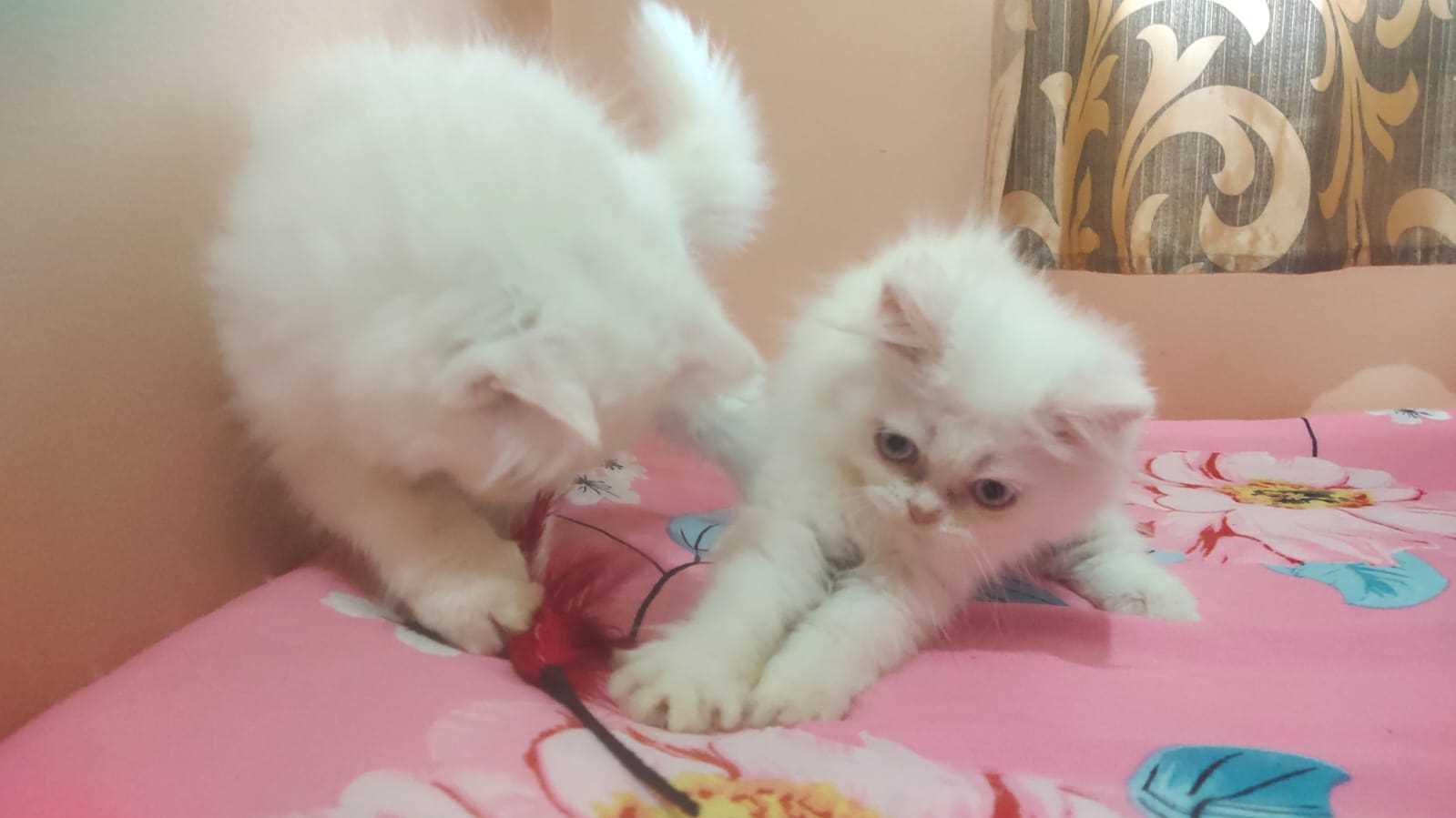 Persian For Sale In Baleshwar
