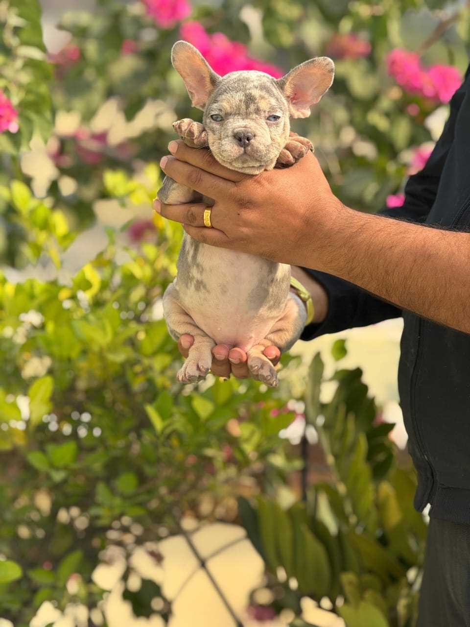 French Bulldog For Sale In Bangalore