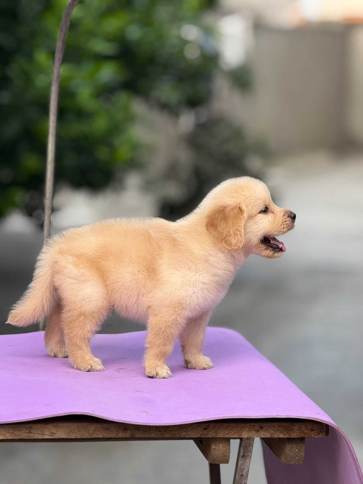 Golden Retriever For Sale In Bhubaneswar