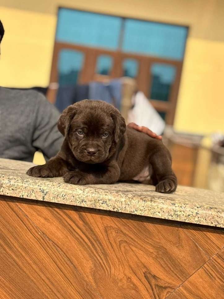 Labrador Retriever For Sale In Baleshwar