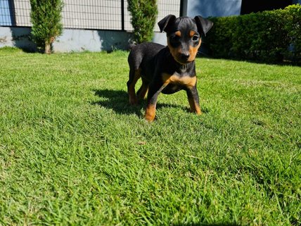 Miniature Pinscher For Sale In Baleshwar