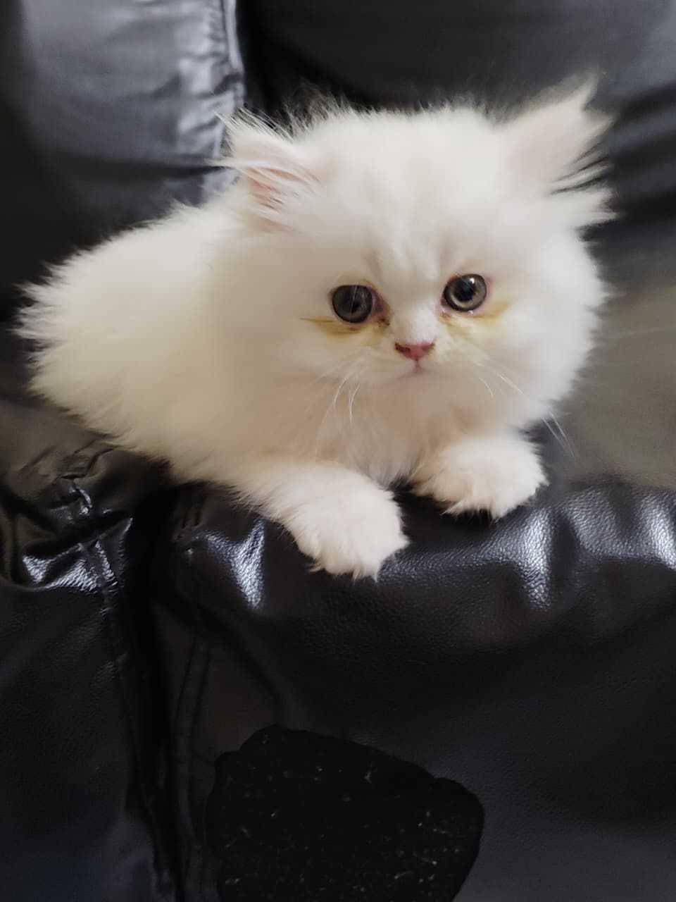 Persian For Sale In Kochi
