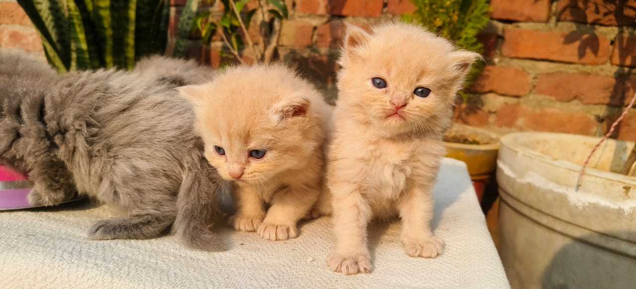 Persian For Sale In Kochi