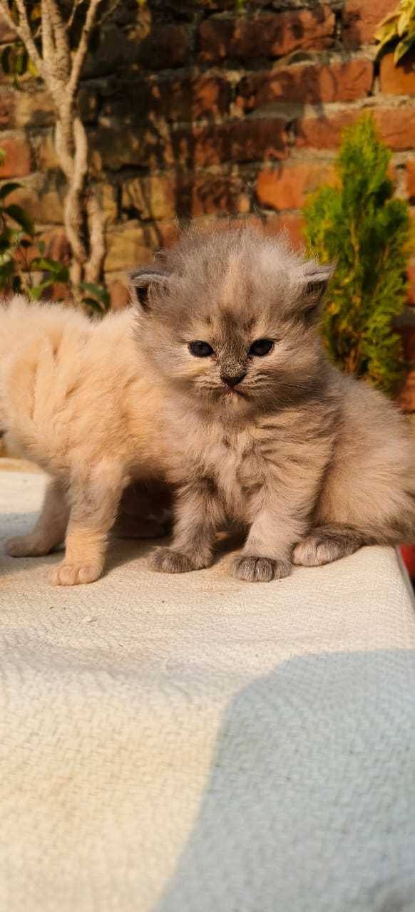 Persian For Sale In Kochi
