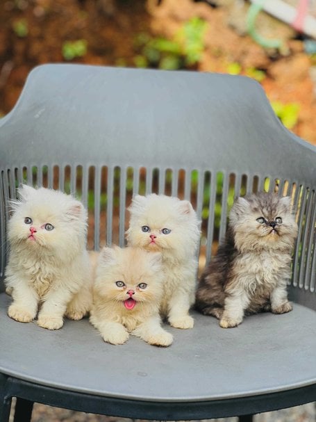 Persian For Sale In Bangalore