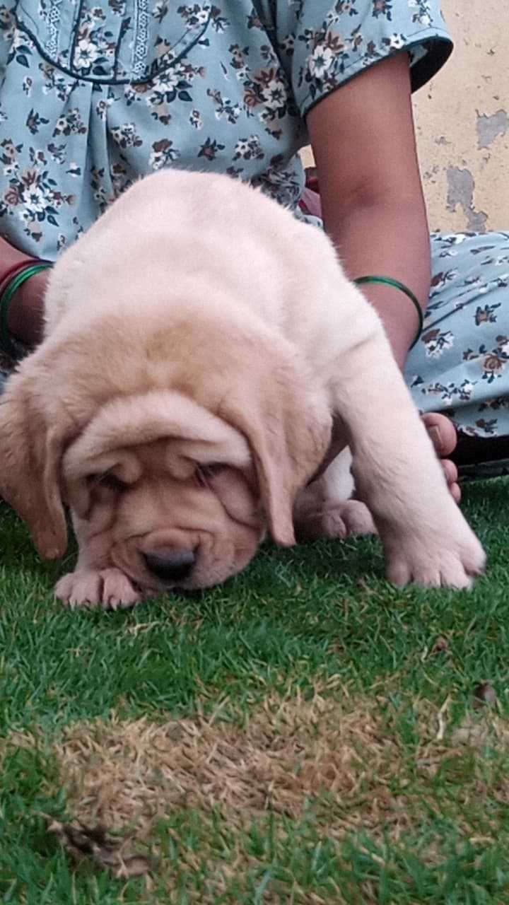 Labrador Retriever For Sale In Jodhpur