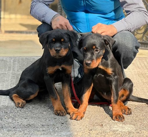 Rottweiler For Sale In Golaghat