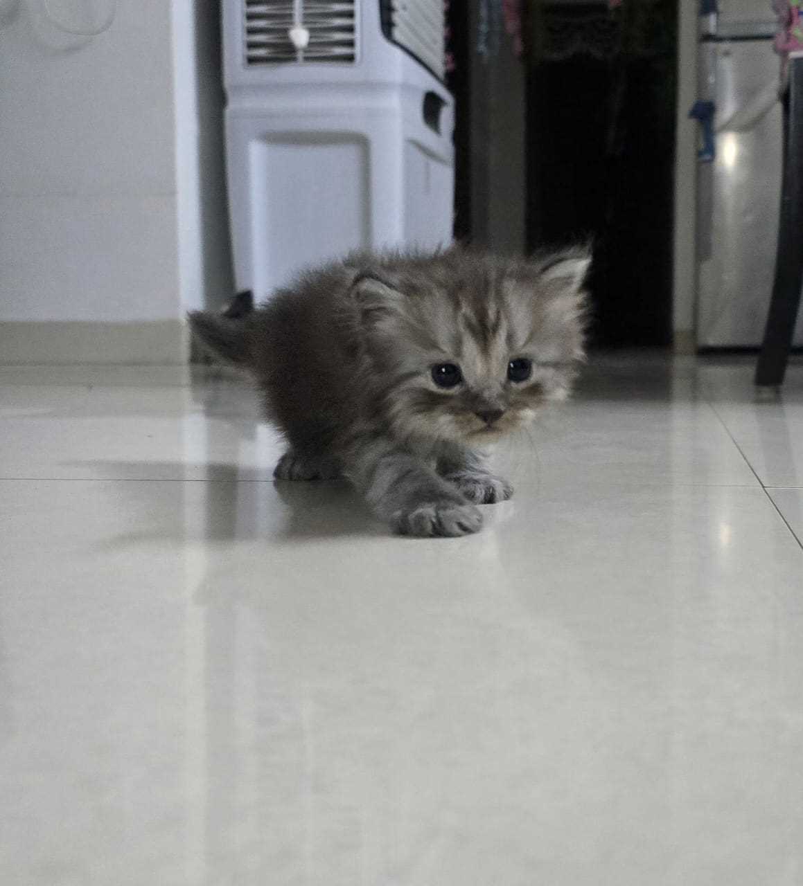 Himalayan For Sale In Faridabad