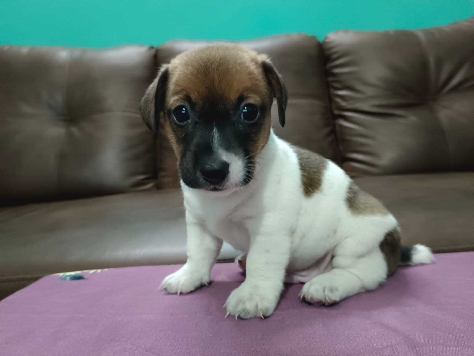 Jack Russell Terrier For Sale In Bangalore