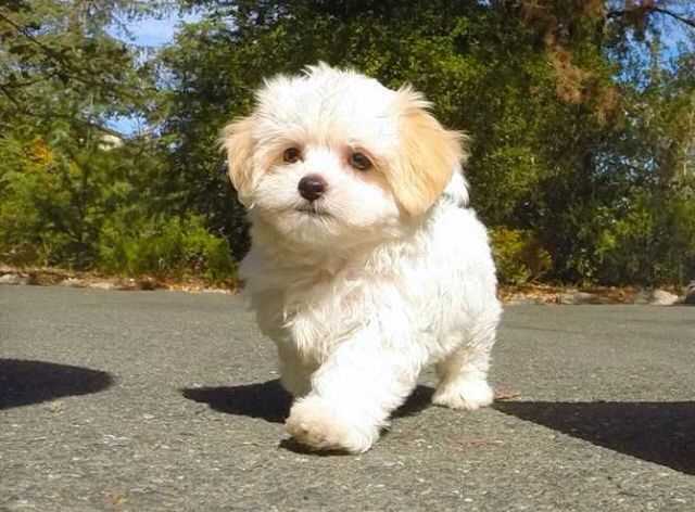 Shih Tzu For Sale In Surat
