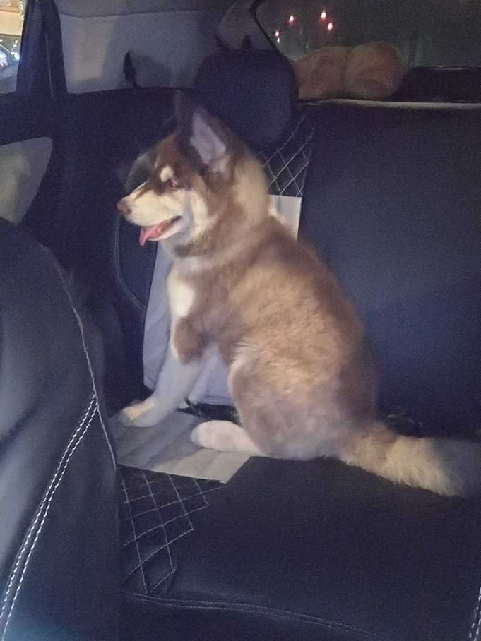 Siberian Husky For Sale In Vadodara
