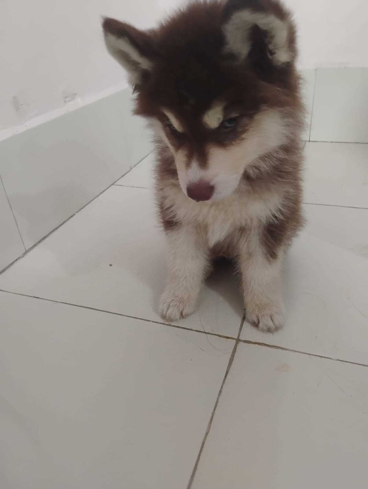 Siberian Husky For Sale In Vadodara