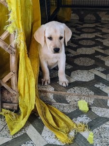 Labrador Retriever For Sale In Nanded