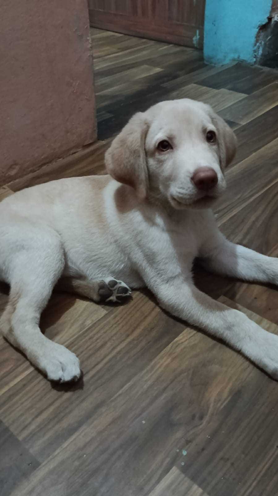 Labrador Retriever For Sale In Delhi