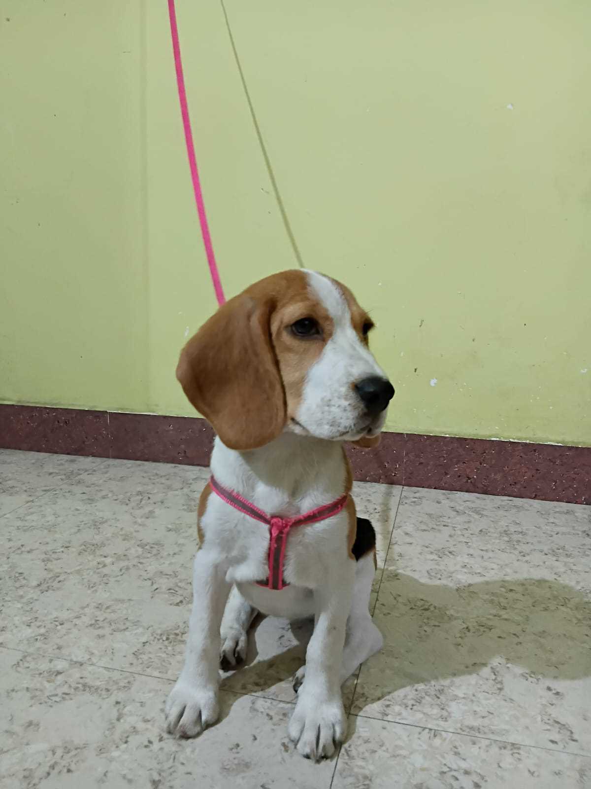 Beagle For Sale In Sambalpur